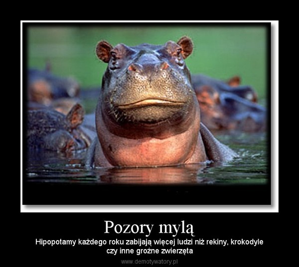 Pozory mylą – Hipopotamy każdego roku zabijają więcej ludzi niż rekiny, krokodyleczy inne groźne zwierzęta 