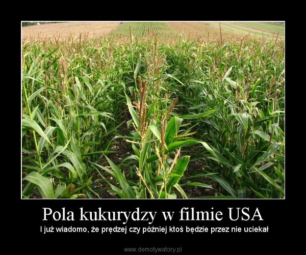 Pola kukurydzy w filmie USA –  I już wiadomo, że prędzej czy później ktoś będzie przez nie uciekał 