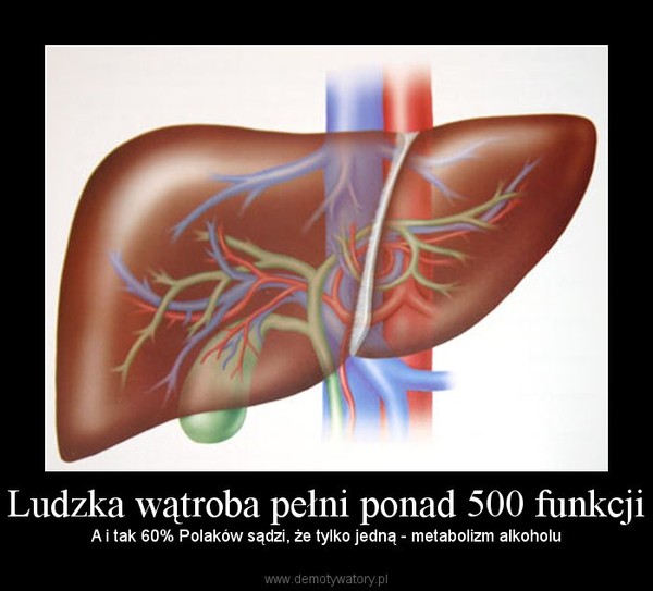 Ludzka wątroba pełni ponad 500 funkcji – A i tak 60% Polaków sądzi, że tylko jedną - metabolizm alkoholu 