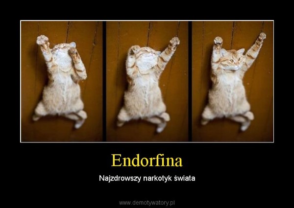 Endorfina – Najzdrowszy narkotyk świata 