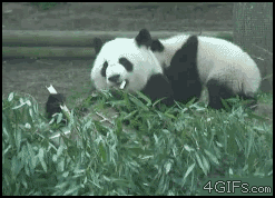 Kung Fu Panda – Wychowuje dzieci twardą ręką 
