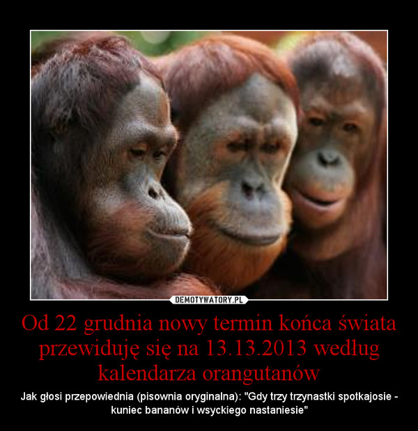 Od 22 grudnia nowy termin końca świata przewiduję się na 13.13.2013 według kalendarza orangutanów