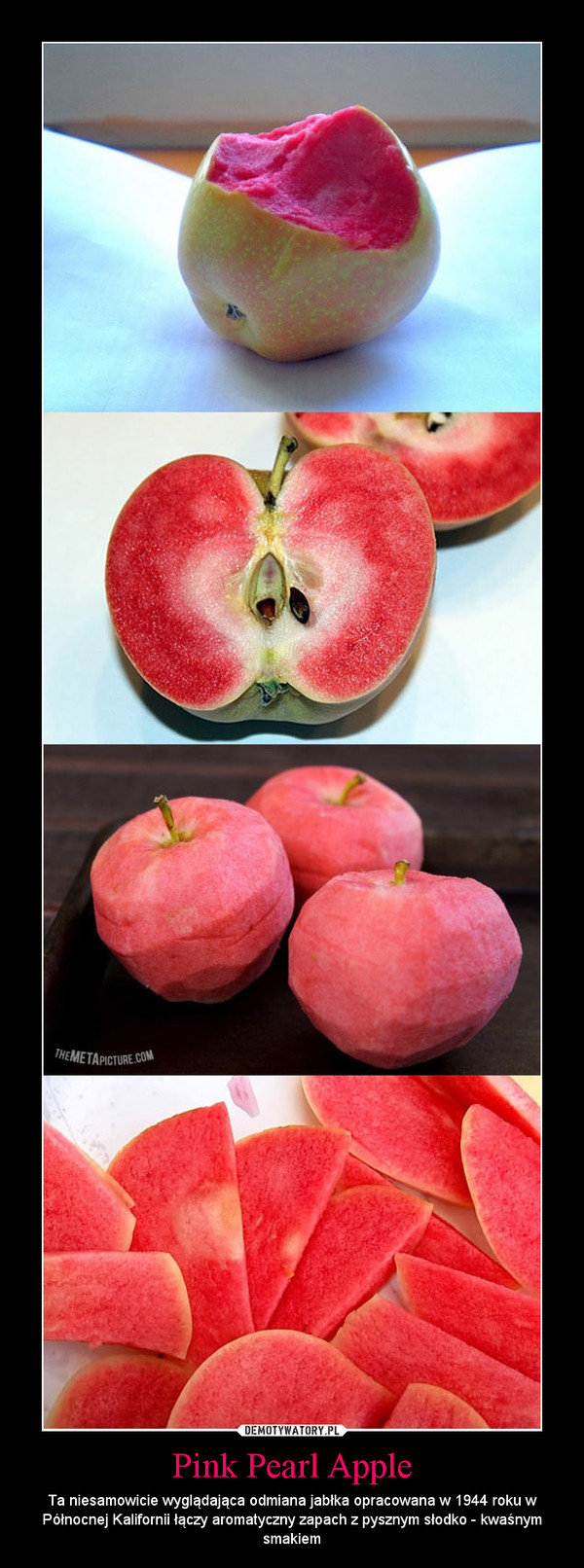 Pink Pearl Apple – Ta niesamowicie wyglądająca odmiana jabłka opracowana w 1944 roku w Północnej Kalifornii łączy aromatyczny zapach z pysznym słodko - kwaśnym smakiem 