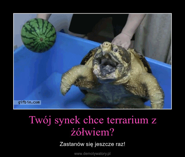 Twój synek chce terrarium z żółwiem? – Zastanów się jeszcze raz! 