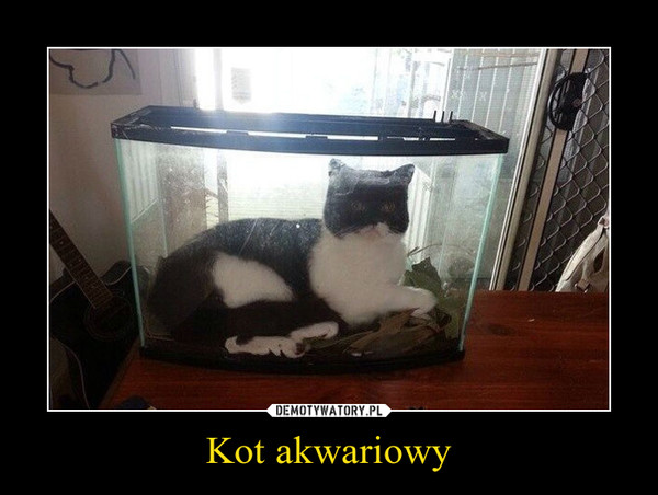 Kot akwariowy –  