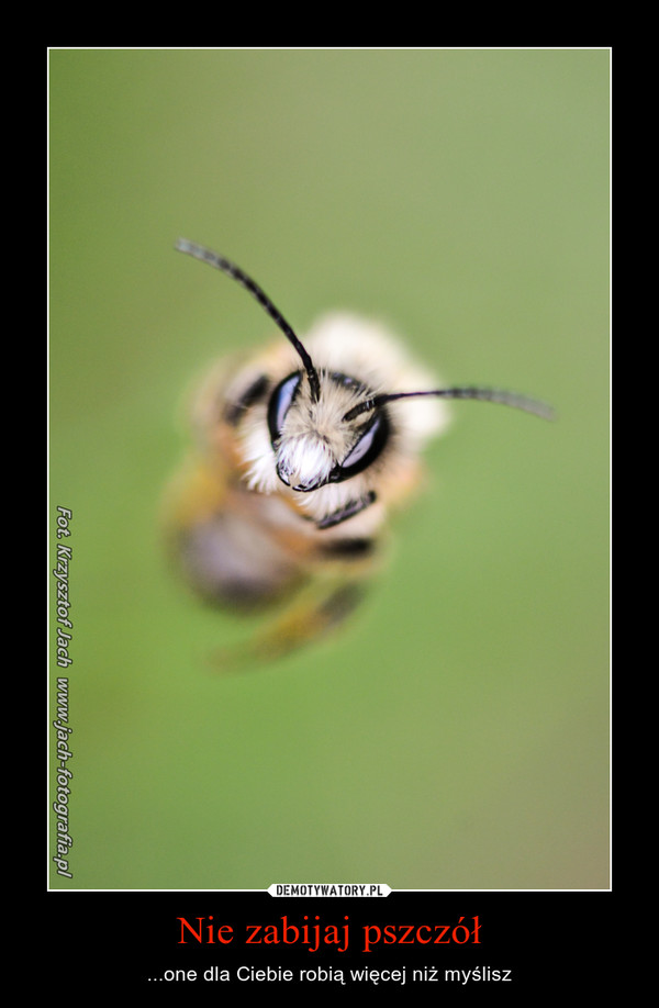 Nie zabijaj pszczół – ...one dla Ciebie robią więcej niż myślisz 