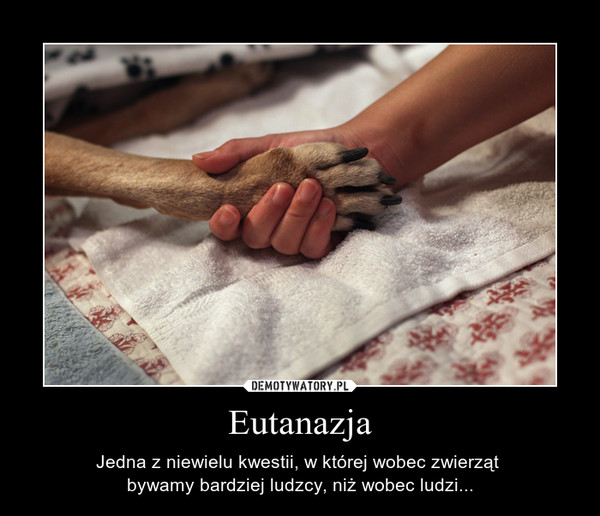 Eutanazja – Jedna z niewielu kwestii, w której wobec zwierząt bywamy bardziej ludzcy, niż wobec ludzi... 