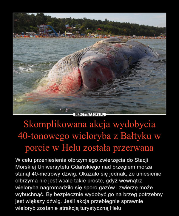 Skomplikowana akcja wydobycia 40-tonowego wieloryba z Bałtyku w porcie w Helu została przerwana – W celu przeniesienia olbrzymiego zwierzęcia do Stacji Morskiej Uniwersytetu Gdańskiego nad brzegiem morza stanął 40-metrowy dźwig. Okazało się jednak, że uniesienie olbrzyma nie jest wcale takie proste, gdyż wewnątrz wieloryba nagromadziło się sporo gazów i zwierzę może wybuchnąć. By bezpiecznie wydobyć go na brzeg potrzebny jest większy dźwig. Jeśli akcja przebiegnie sprawnie wieloryb zostanie atrakcją turystyczną Helu 