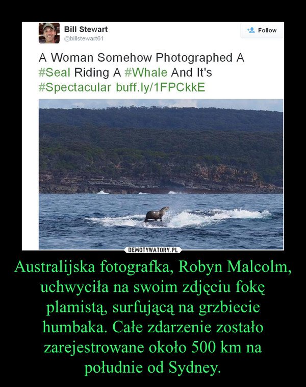 Australijska fotografka, Robyn Malcolm, uchwyciła na swoim zdjęciu fokę plamistą, surfującą na grzbiecie humbaka. Całe zdarzenie zostało zarejestrowane około 500 km na południe od Sydney. –  