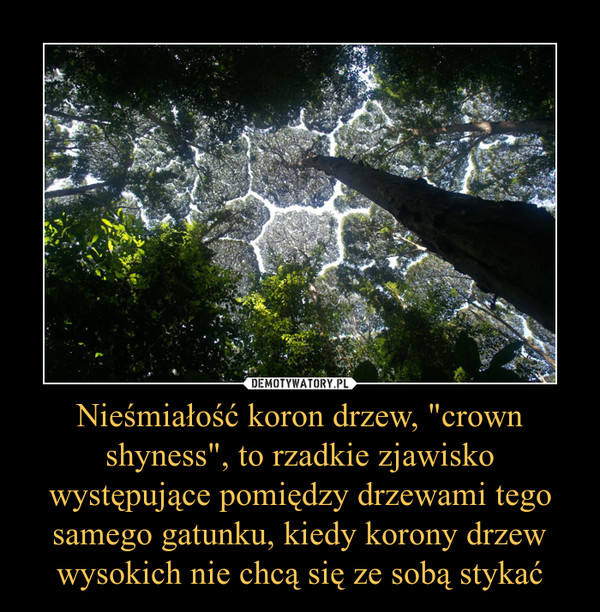 Nieśmiałość koron drzew, "crown shyness", to rzadkie zjawisko występujące pomiędzy drzewami tego samego gatunku, kiedy korony drzew wysokich nie chcą się ze sobą stykać –  