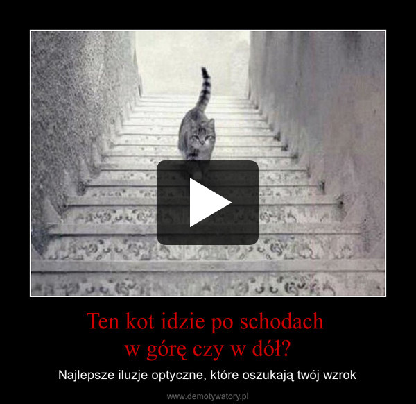 Ten kot idzie po schodach w górę czy w dół? – Najlepsze iluzje optyczne, które oszukają twój wzrok 