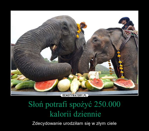 Słoń potrafi spożyć 250.000 kalorii dziennie – Zdecydowanie urodziłam się w złym ciele 