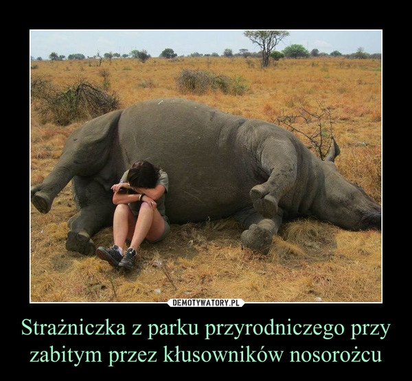 Strażniczka z parku przyrodniczego przy zabitym przez kłusowników nosorożcu