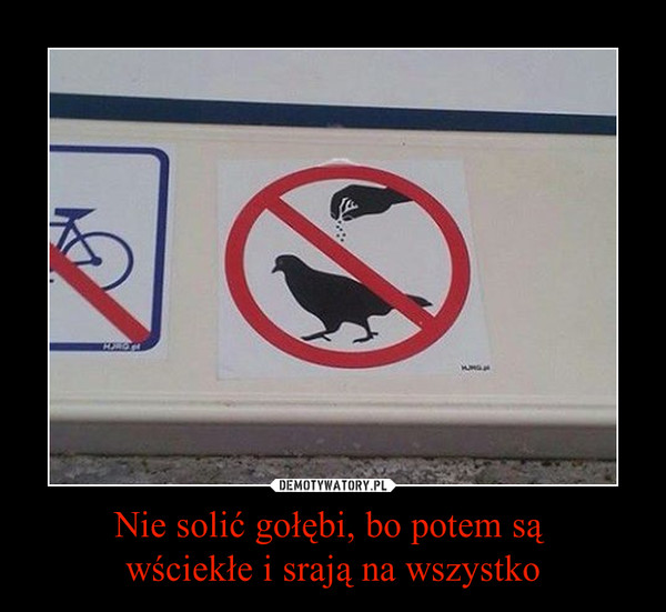 Nie solić gołębi, bo potem są wściekłe i srają na wszystko –  