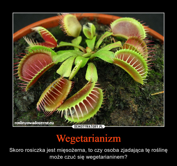 Wegetarianizm – Skoro rosiczka jest mięsożerna, to czy osoba zjadająca tę roślinę może czuć się wegetarianinem? 