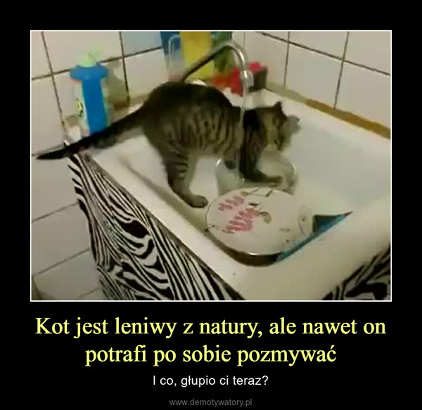 Kot jest leniwy z natury, ale nawet on potrafi po sobie pozmywać – I co, głupio ci teraz? 
