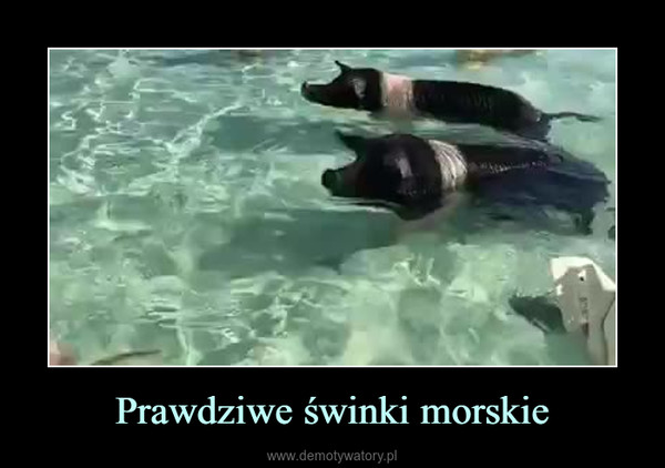 Prawdziwe świnki morskie –  