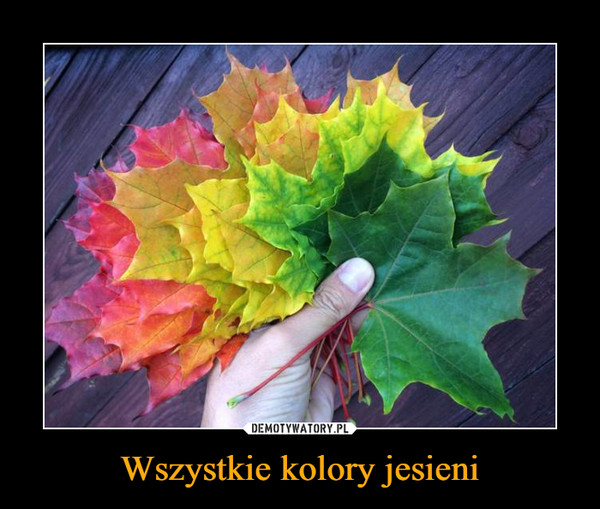 Wszystkie kolory jesieni –  