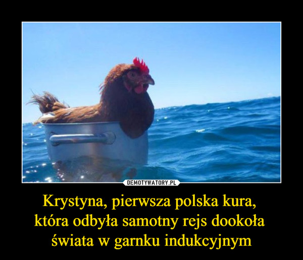 Krystyna, pierwsza polska kura, która odbyła samotny rejs dookoła świata w garnku indukcyjnym –  