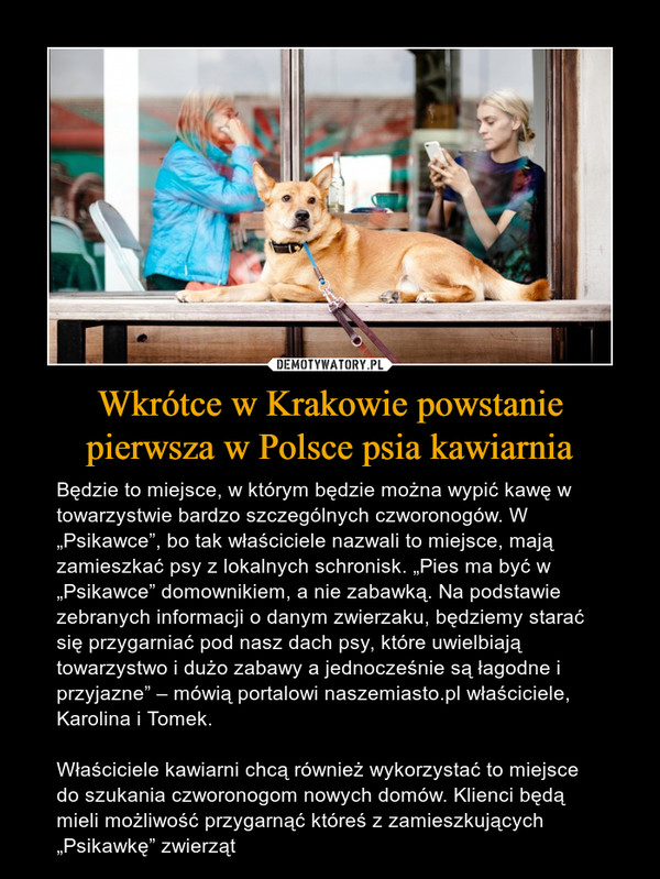 Wkrótce w Krakowie powstanie pierwsza w Polsce psia kawiarnia