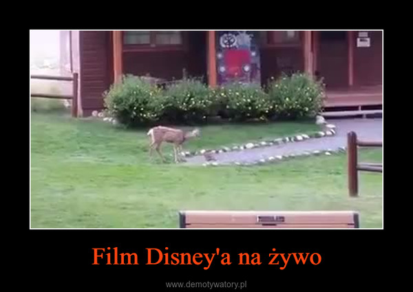 Film Disney'a na żywo –  