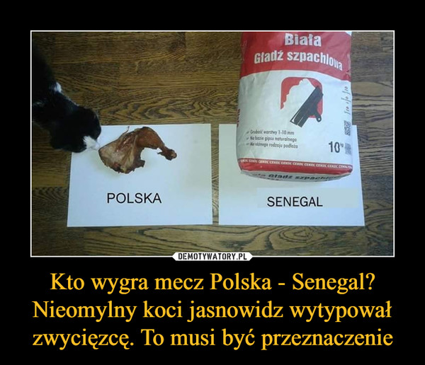 Kto wygra mecz Polska - Senegal? Nieomylny koci jasnowidz wytypował zwycięzcę. To musi być przeznaczenie –  