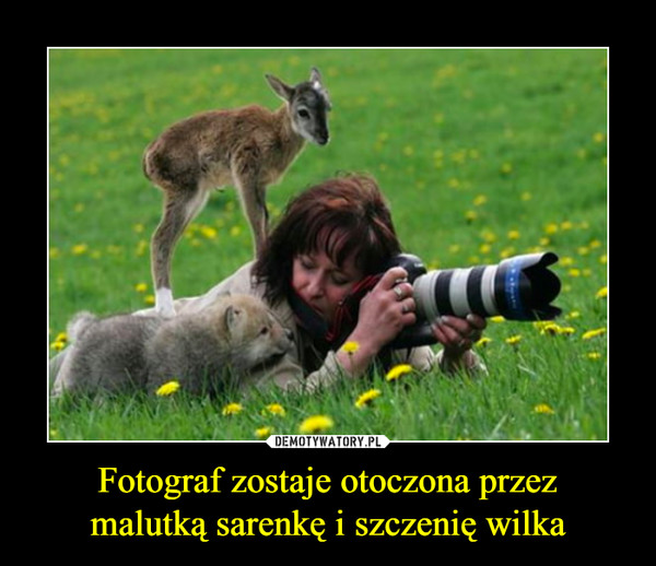 Fotograf zostaje otoczona przezmalutką sarenkę i szczenię wilka –  
