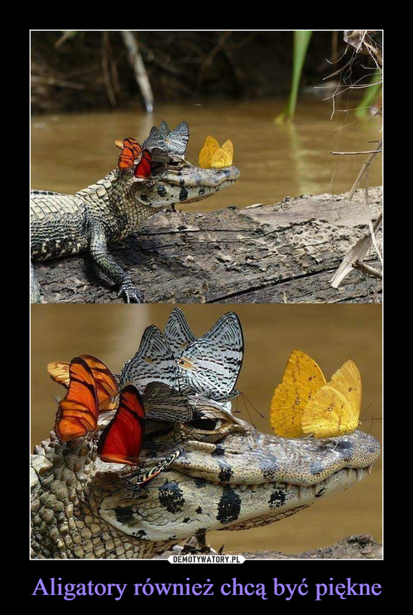 Aligatory również chcą być piękne –  