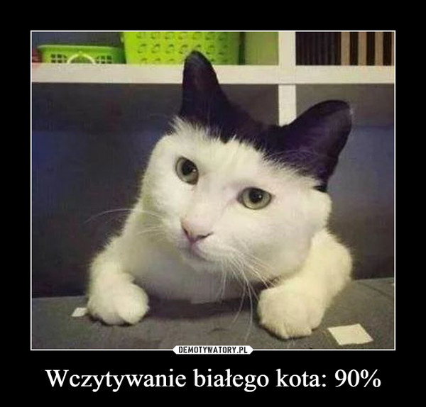 Wczytywanie białego kota: 90% –  