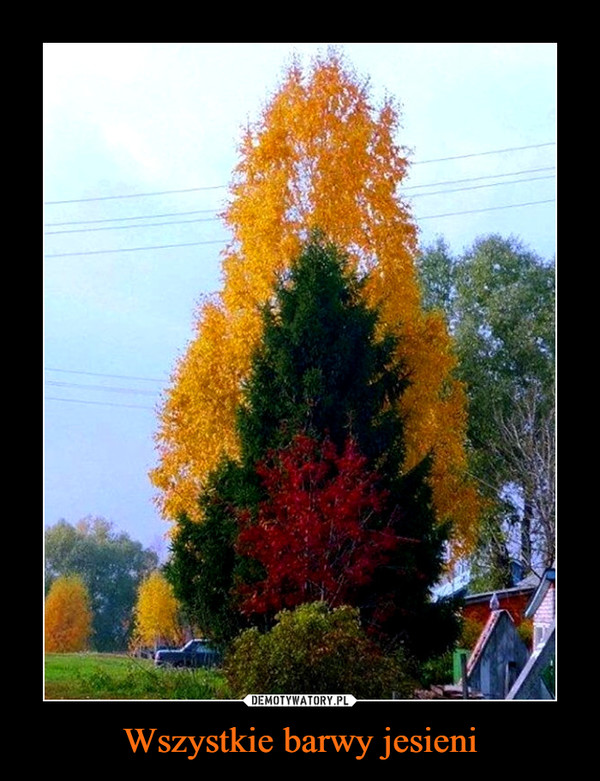 Wszystkie barwy jesieni –  