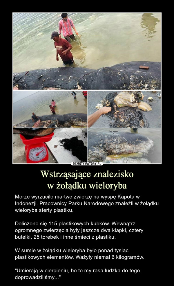 Wstrząsające znaleziskow żołądku wieloryba – Morze wyrzuciło martwe zwierzę na wyspę Kapota w Indonezji. Pracownicy Parku Narodowego znaleźli w żołądku wieloryba sterty plastiku.Doliczono się 115 plastikowych kubków. Wewnątrz ogromnego zwierzęcia były jeszcze dwa klapki, cztery butelki, 25 torebek i inne śmieci z plastiku.W sumie w żołądku wieloryba było ponad tysiąc plastikowych elementów. Ważyły niemal 6 kilogramów."Umierają w cierpieniu, bo to my rasa ludzka do tego doprowadziliśmy..." 