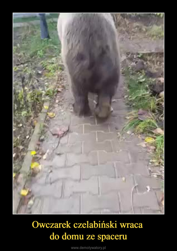 Owczarek czelabiński wraca do domu ze spaceru –  
