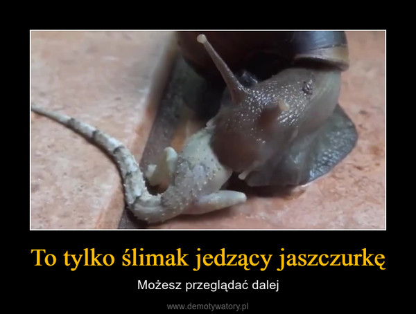 To tylko ślimak jedzący jaszczurkę – Możesz przeglądać dalej 