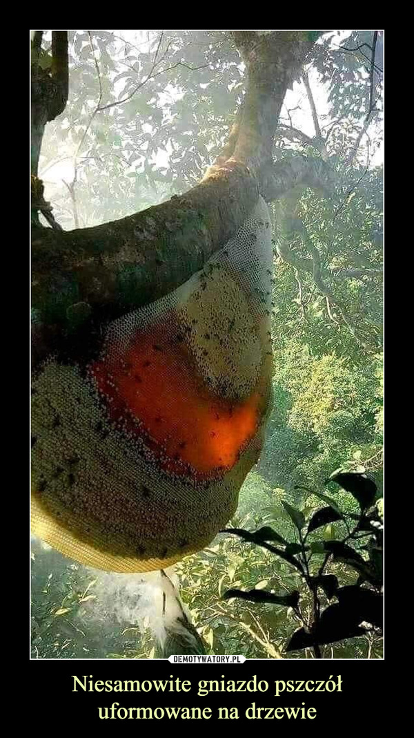 Niesamowite gniazdo pszczół uformowane na drzewie