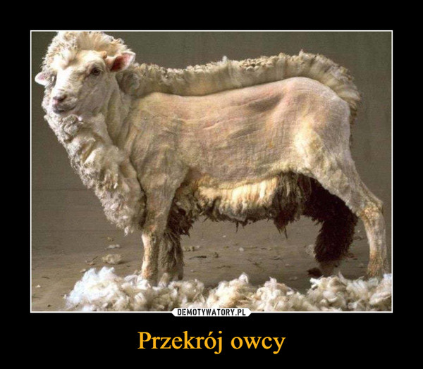 Przekrój owcy –  