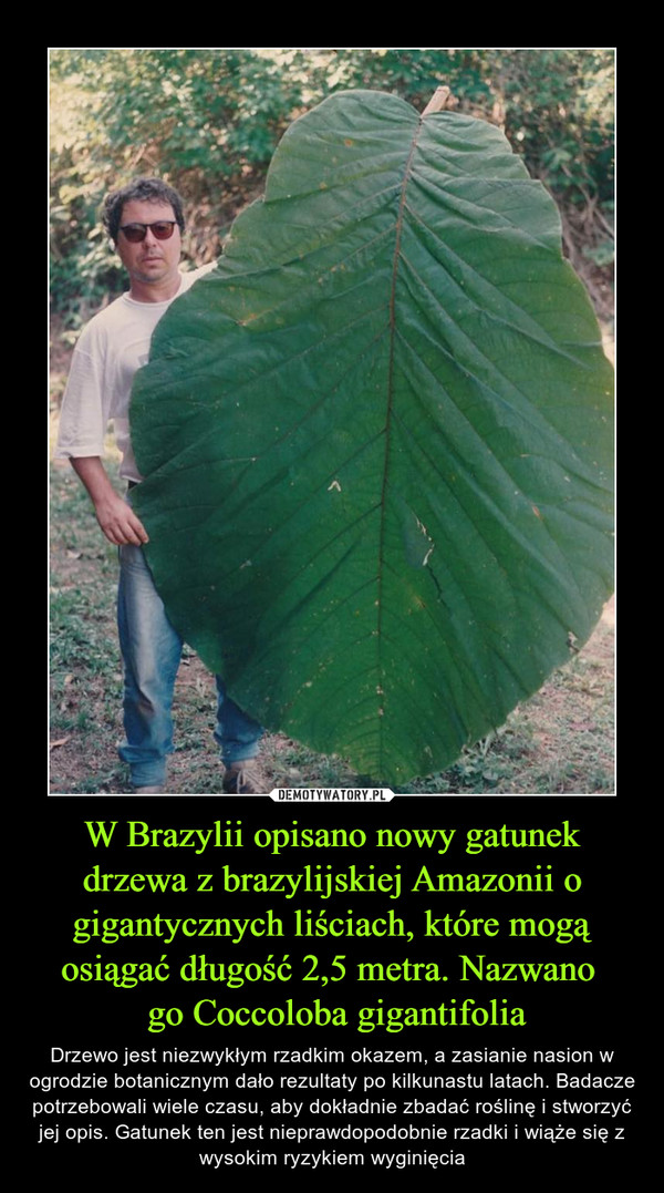 W Brazylii opisano nowy gatunek drzewa z brazylijskiej Amazonii o gigantycznych liściach, które mogą osiągać długość 2,5 metra. Nazwano  go Coccoloba gigantifolia – Drzewo jest niezwykłym rzadkim okazem, a zasianie nasion w ogrodzie botanicznym dało rezultaty po kilkunastu latach. Badacze potrzebowali wiele czasu, aby dokładnie zbadać roślinę i stworzyć jej opis. Gatunek ten jest nieprawdopodobnie rzadki i wiąże się z wysokim ryzykiem wyginięcia 