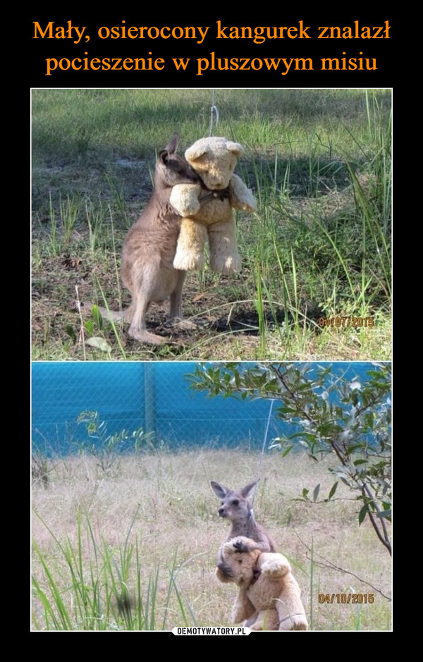 Mały, osierocony kangurek znalazł pocieszenie w pluszowym misiu