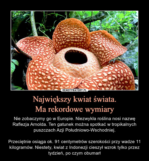 Największy kwiat świata.Ma rekordowe wymiary – Nie zobaczymy go w Europie. Niezwykła roślina nosi nazwę Raflezja Arnolda. Ten gatunek można spotkać w tropikalnych puszczach Azji Południowo-Wschodniej.Przeciętnie osiąga ok. 91 centymetrów szerokości przy wadze 11 kilogramów. Niestety, kwiat z Indonezji cieszył wzrok tylko przez tydzień, po czym obumarł 