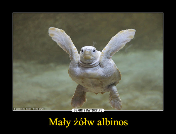 Mały żółw albinos