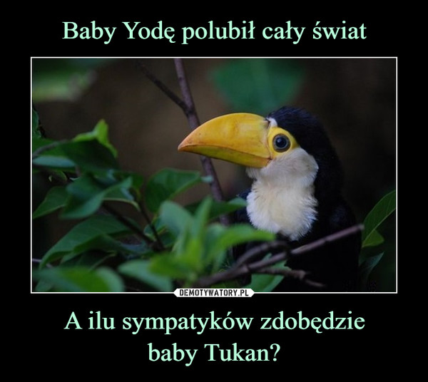 Baby Yodę polubił cały świat A ilu sympatyków zdobędzie
baby Tukan?