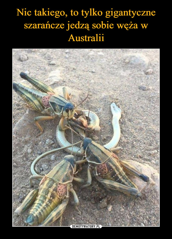 Nic takiego, to tylko gigantyczne szarańcze jedzą sobie węża w Australii