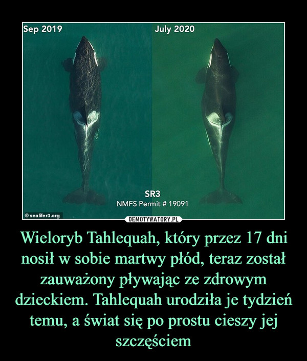 Wieloryb Tahlequah, który przez 17 dni nosił w sobie martwy płód, teraz został zauważony pływając ze zdrowym dzieckiem. Tahlequah urodziła je tydzień temu, a świat się po prostu cieszy jej szczęściem