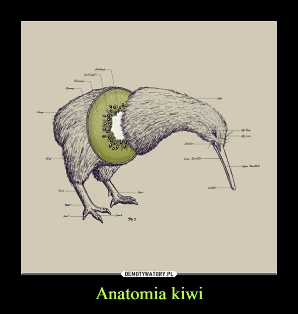 Anatomia kiwi