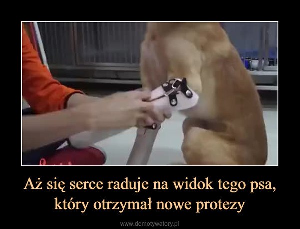 Aż się serce raduje na widok tego psa, który otrzymał nowe protezy –  