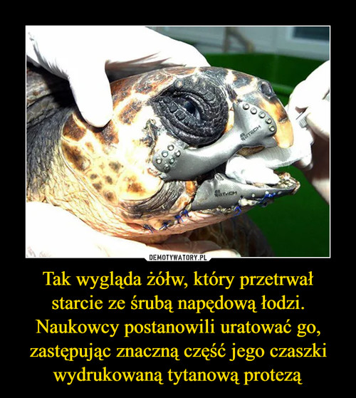 Tak wygląda żółw, który przetrwał starcie ze śrubą napędową łodzi. Naukowcy postanowili uratować go, zastępując znaczną część jego czaszki wydrukowaną tytanową protezą