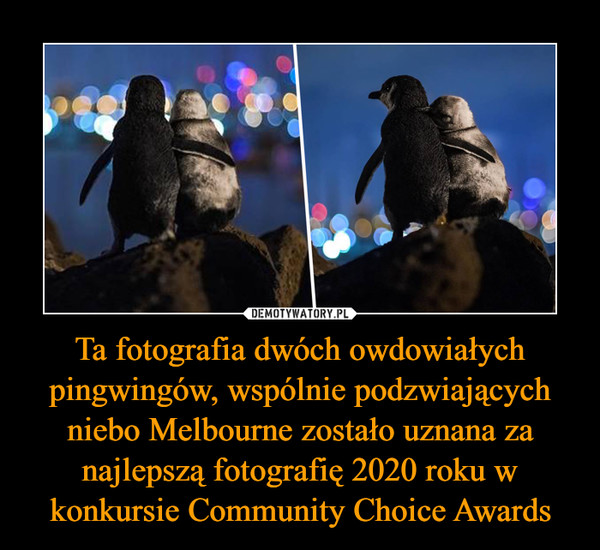 Ta fotografia dwóch owdowiałych pingwingów, wspólnie podzwiających niebo Melbourne zostało uznana za najlepszą fotografię 2020 roku w konkursie Community Choice Awards –  
