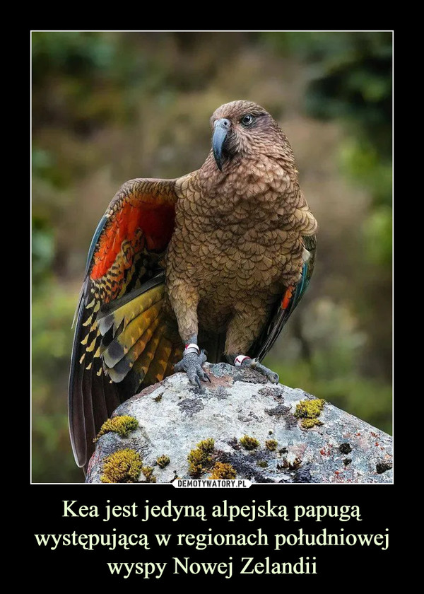 Kea jest jedyną alpejską papugą występującą w regionach południowej wyspy Nowej Zelandii –  