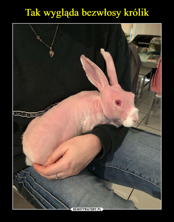 Tak wygląda bezwłosy królik