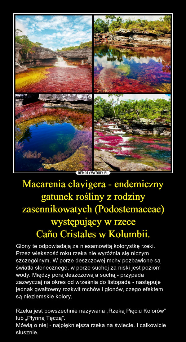 Macarenia clavigera - endemiczny gatunek rośliny z rodziny zasennikowatych (Podostemaceae) występujący w rzeceCaño Cristales w Kolumbii. – Glony te odpowiadają za niesamowitą kolorystkę rzeki. Przez większość roku rzeka nie wyróżnia się niczym szczególnym. W porze deszczowej mchy pozbawione są światła słonecznego, w porze suchej za niski jest poziom wody. Między porą deszczową a suchą - przypada zazwyczaj na okres od września do listopada - następuje jednak gwałtowny rozkwit mchów i glonów, czego efektem są nieziemskie kolory. Rzeka jest powszechnie nazywana „Rzeką Pięciu Kolorów” lub „Płynną Tęczą”. Mówią o niej - najpiękniejsza rzeka na świecie. I całkowicie słusznie. 