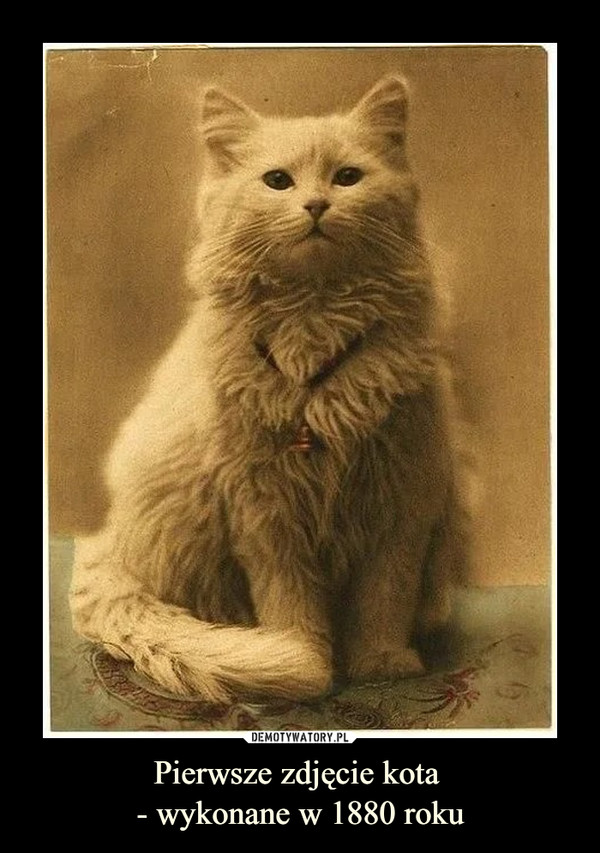 Pierwsze zdjęcie kota - wykonane w 1880 roku –  